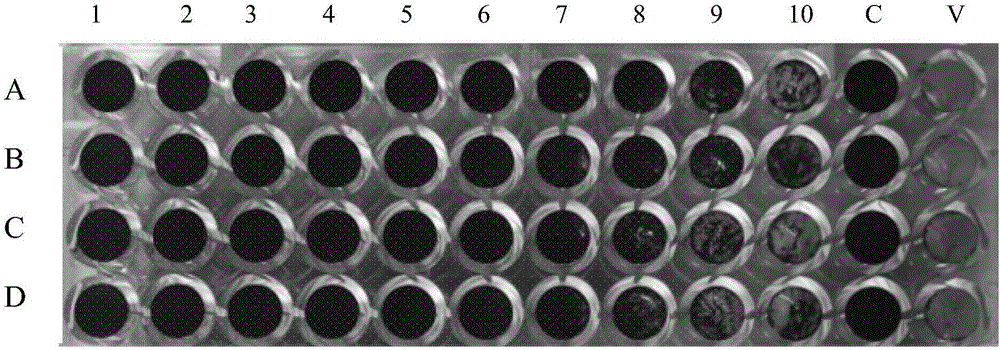 Preparation method of standard product for recombinant ovine interferon Tau biological activity detection