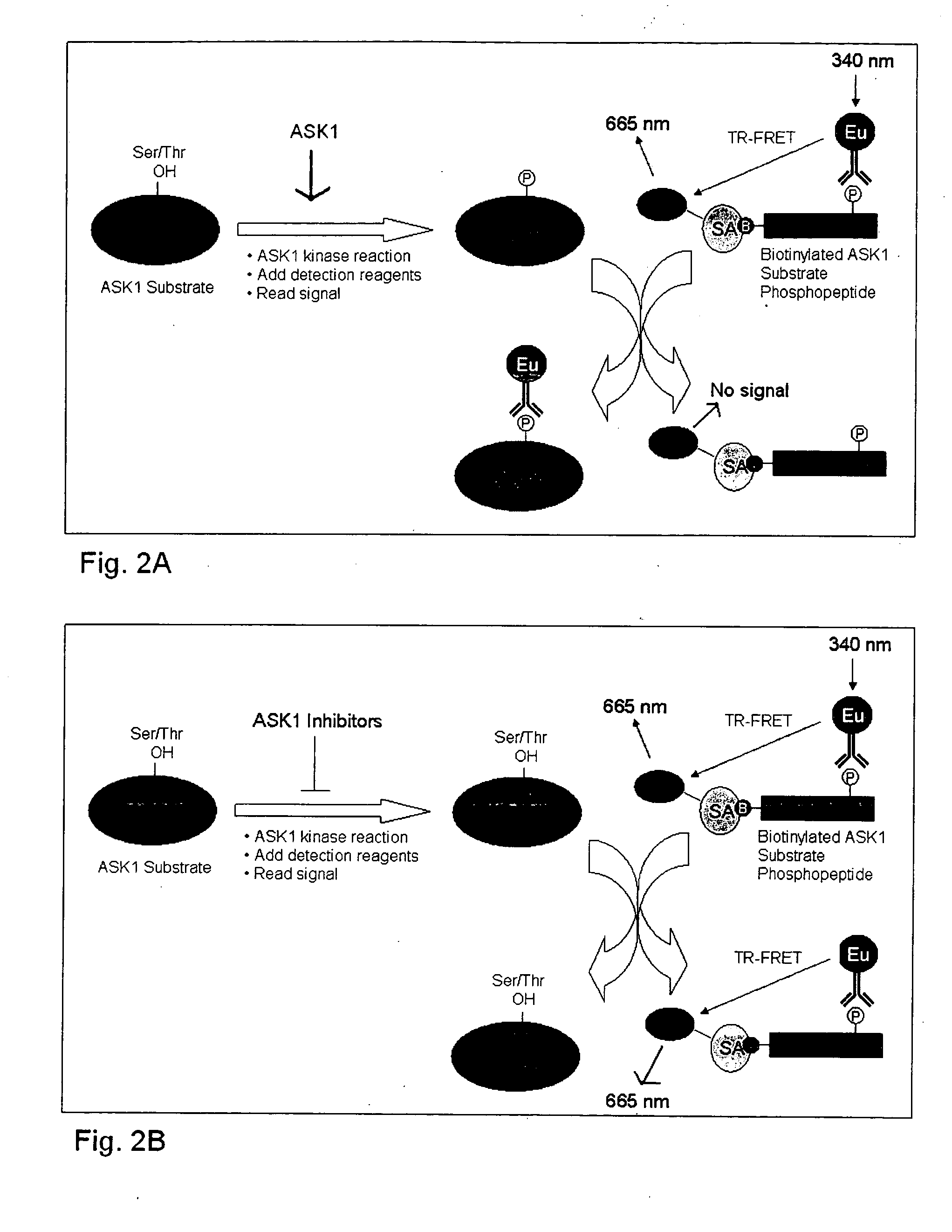 Methods for identifying ASK1 inhibitors useful for preventing and/or treating cardiovascular diseases