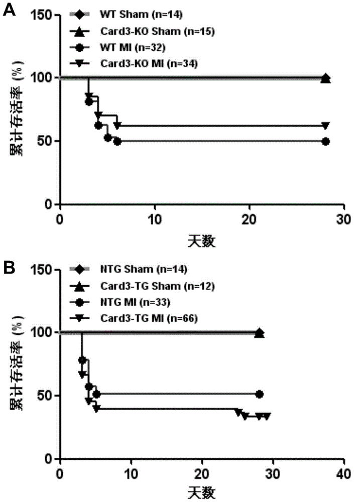 Function and application of caspase activation and recruitment binding domain 3 (card3) gene in coronary atherosclerotic heart disease