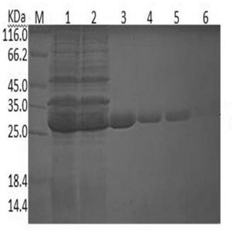 SWP2 protein-resistant monoclonal cell strain and application thereof