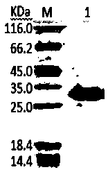 SWP2 protein-resistant monoclonal cell strain and application thereof