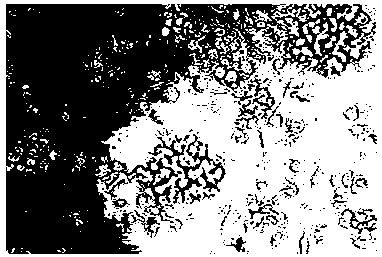 Kit for separated culture of DC-CIK cells, and application thereof