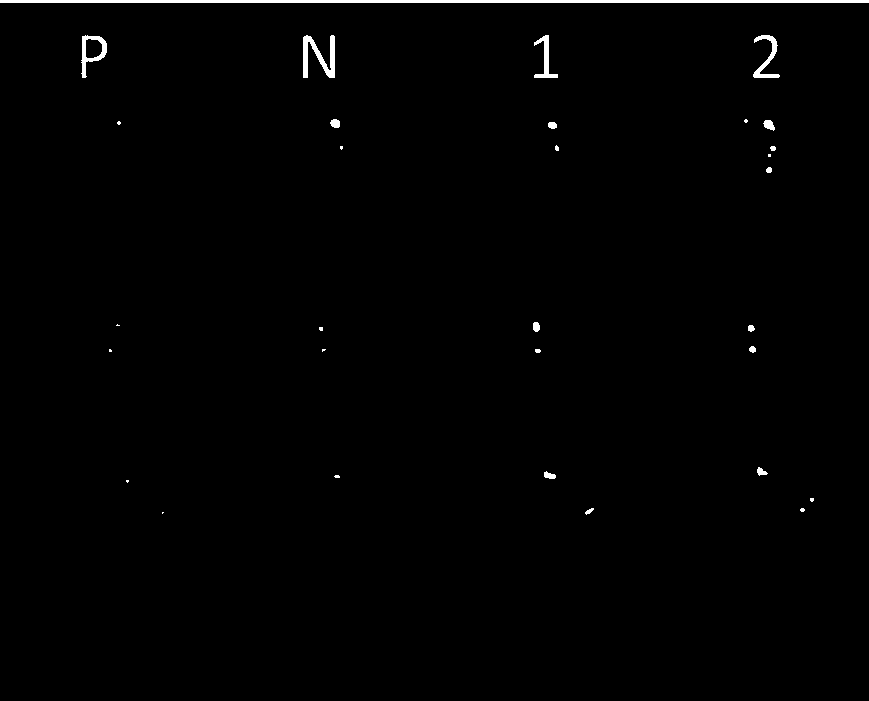 LAMP detection primer group of cry2Ab gene in transgenic crop and detection kit as well as detection method