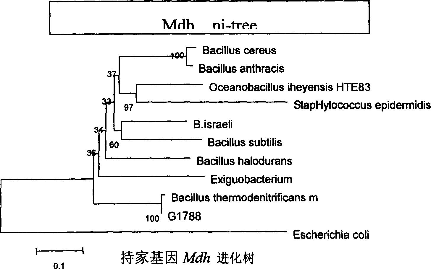 Thermophilic denitrifying bacillocin, screening and use thereof