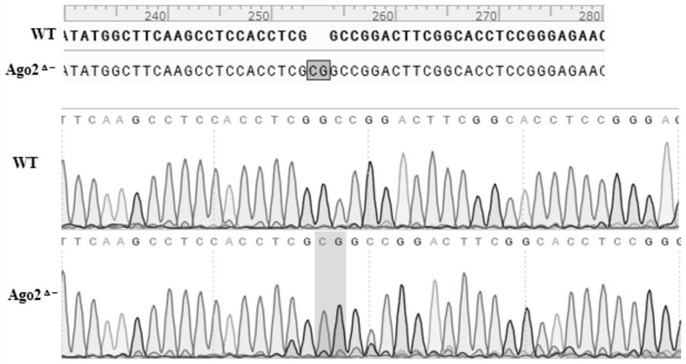 Ago2 gene knockout BHK-21 cell line