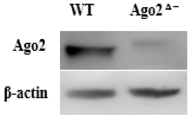 Ago2 gene knockout BHK-21 cell line