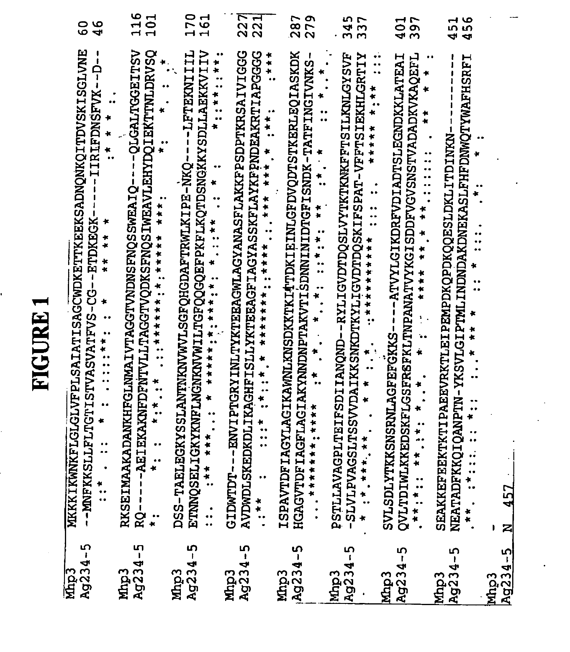 Nucleic acids and proteins of the mycoplasma hyopneumoniae mhp3 gene and uses thereof