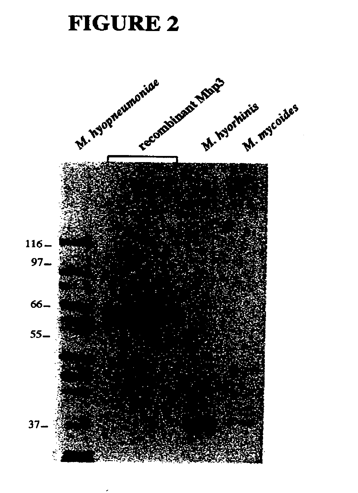 Nucleic acids and proteins of the mycoplasma hyopneumoniae mhp3 gene and uses thereof