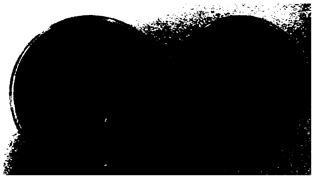 Pseudomonas putida S9 and application thereof in promotion of coprinus comatus growth