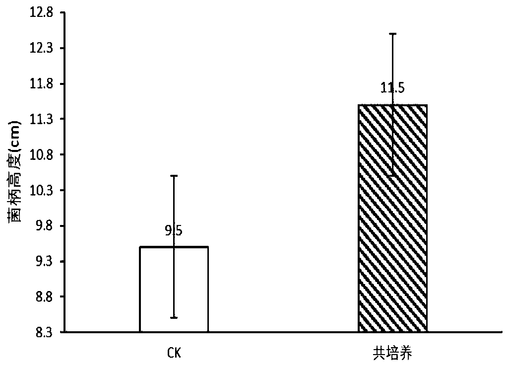 Pseudomonas putida S9 and application thereof in promotion of coprinus comatus growth