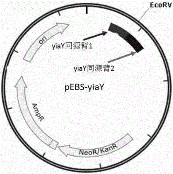 Escherichia coli for synthesis of propane through pathway of valine and establishing method of escherichia coli