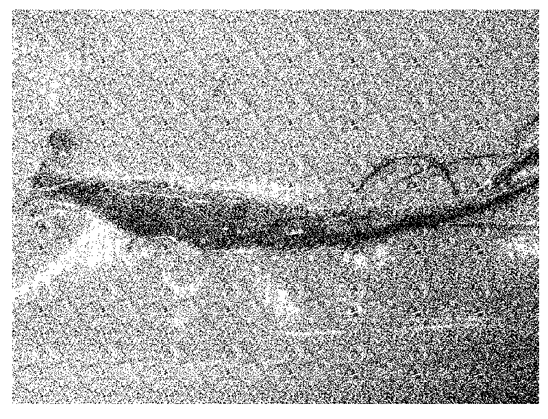 Fermentation method of long brain ginseng and fermented long brain ginseng prepared therefrom