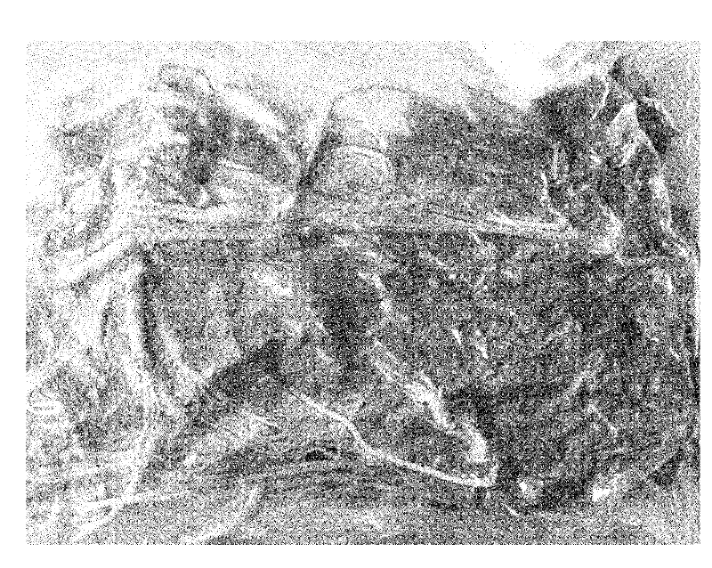 Fermentation method of long brain ginseng and fermented long brain ginseng prepared therefrom