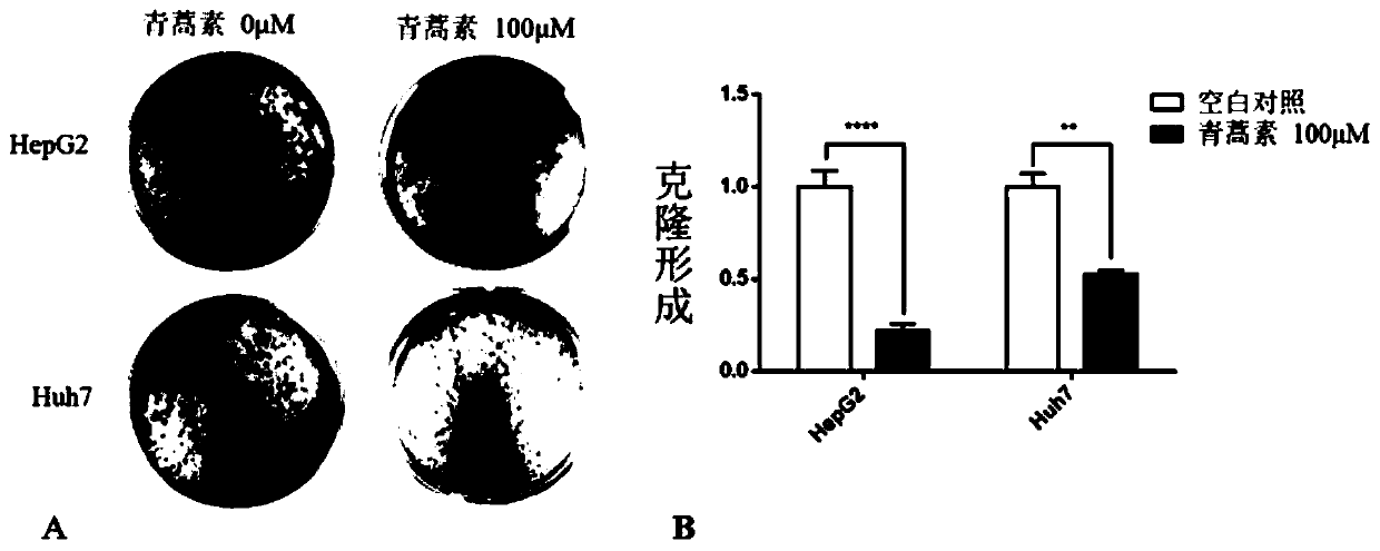 Application of artemisinin in preparation of drugs for resisting human liver cancer HepG2 and Huh7 cells