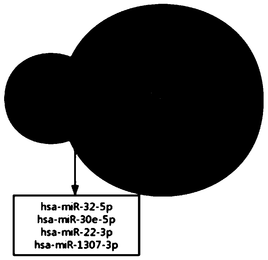 Application of artemisinin in preparation of drugs for resisting human liver cancer HepG2 and Huh7 cells