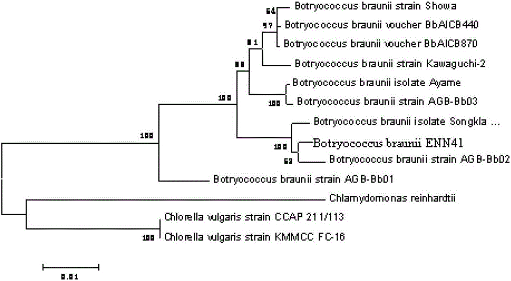 Brown Botrytis and Its Application