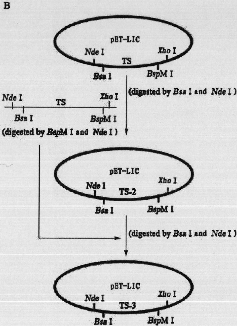 Repeated module gene-splicing method