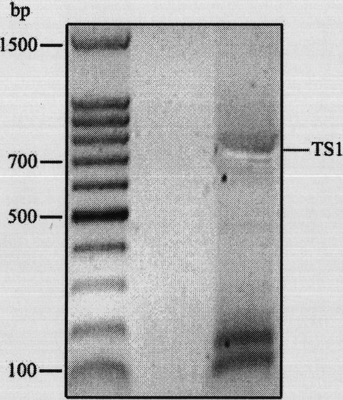 Repeated module gene-splicing method