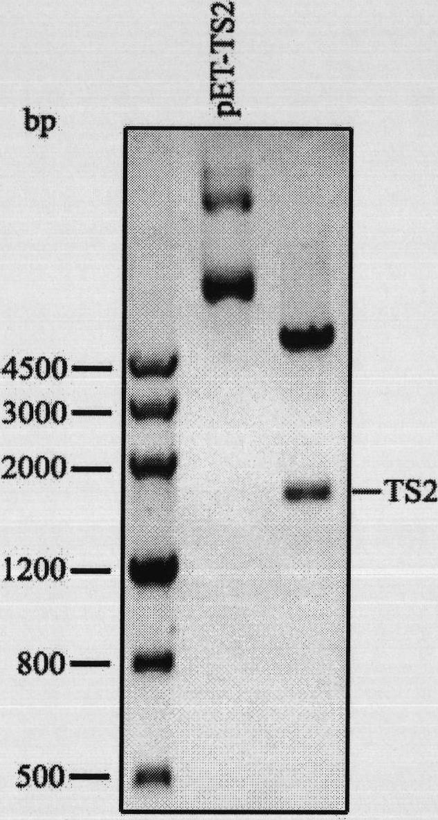 Repeated module gene-splicing method