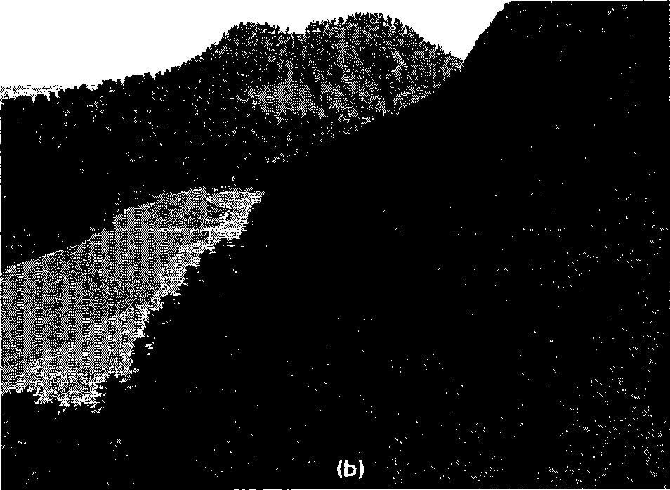 Constructing method for level detailed model of coniferous plant canopy