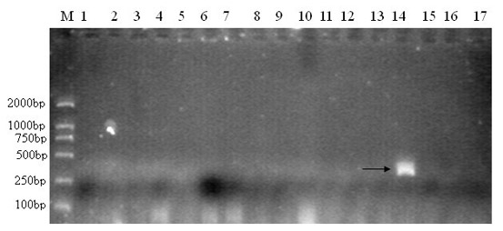 Method for identifying hericium erinaceus strain king by utilizing molecule marker technology