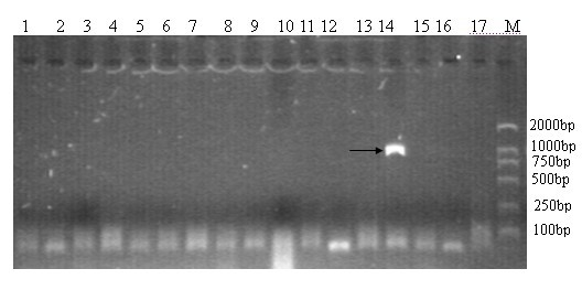 Method for identifying hericium erinaceus strain king by utilizing molecule marker technology