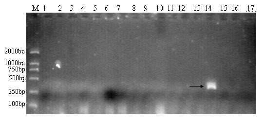 Method for identifying hericium erinaceus strain king by utilizing molecule marker technology