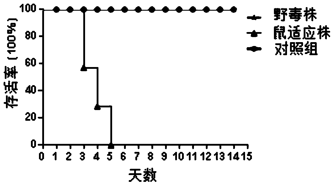 H3N2 subtype canine influenza virus mouse adaptive virulent strain and application thereof