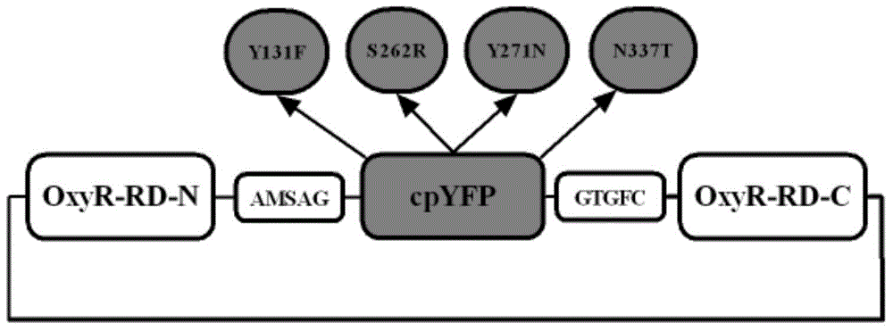 Gene encoding hydrogen peroxide fluorescent probe, preparation method and applications thereof