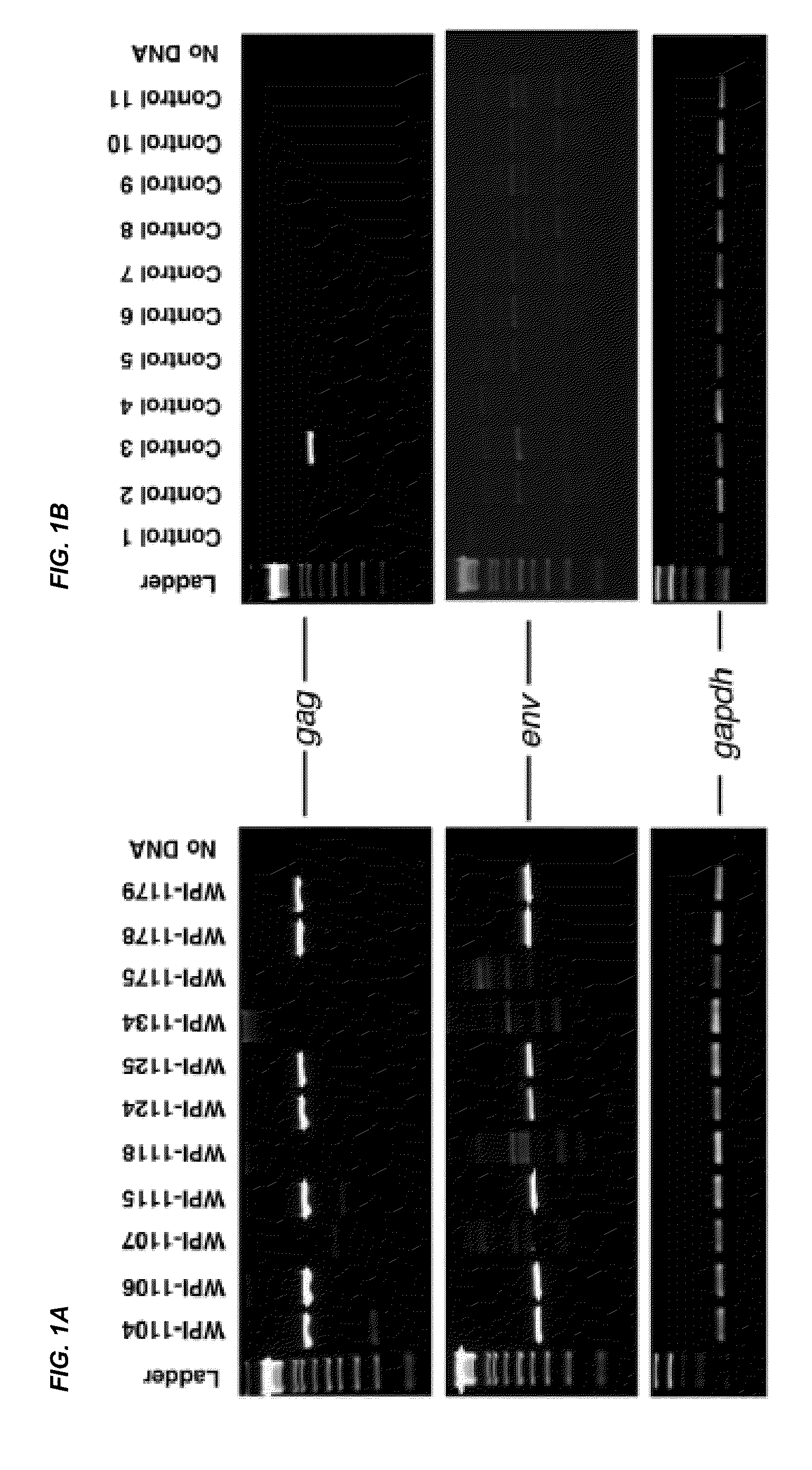 Detection of xenotropic murine leukemia virus