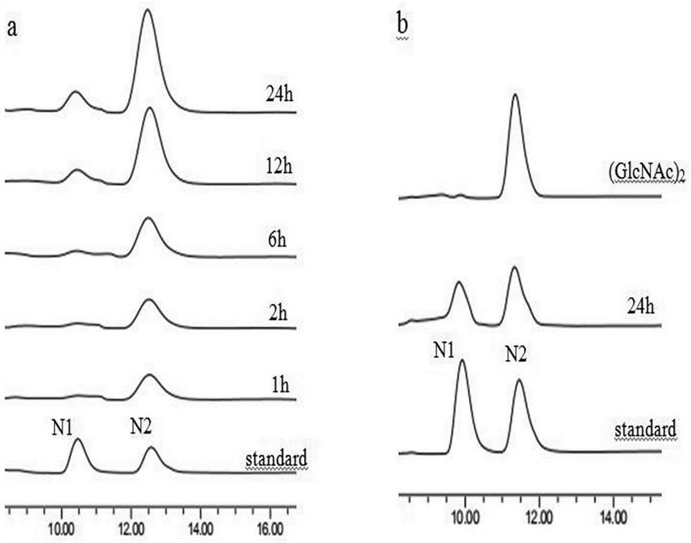 A chitinase and its gene for preparation of chitooligosaccharides