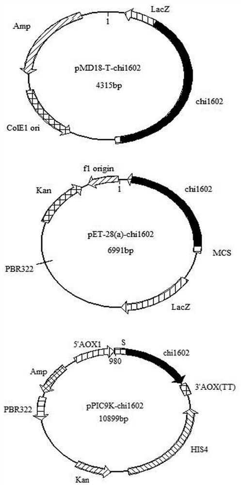 A chitinase and its gene for preparation of chitooligosaccharides