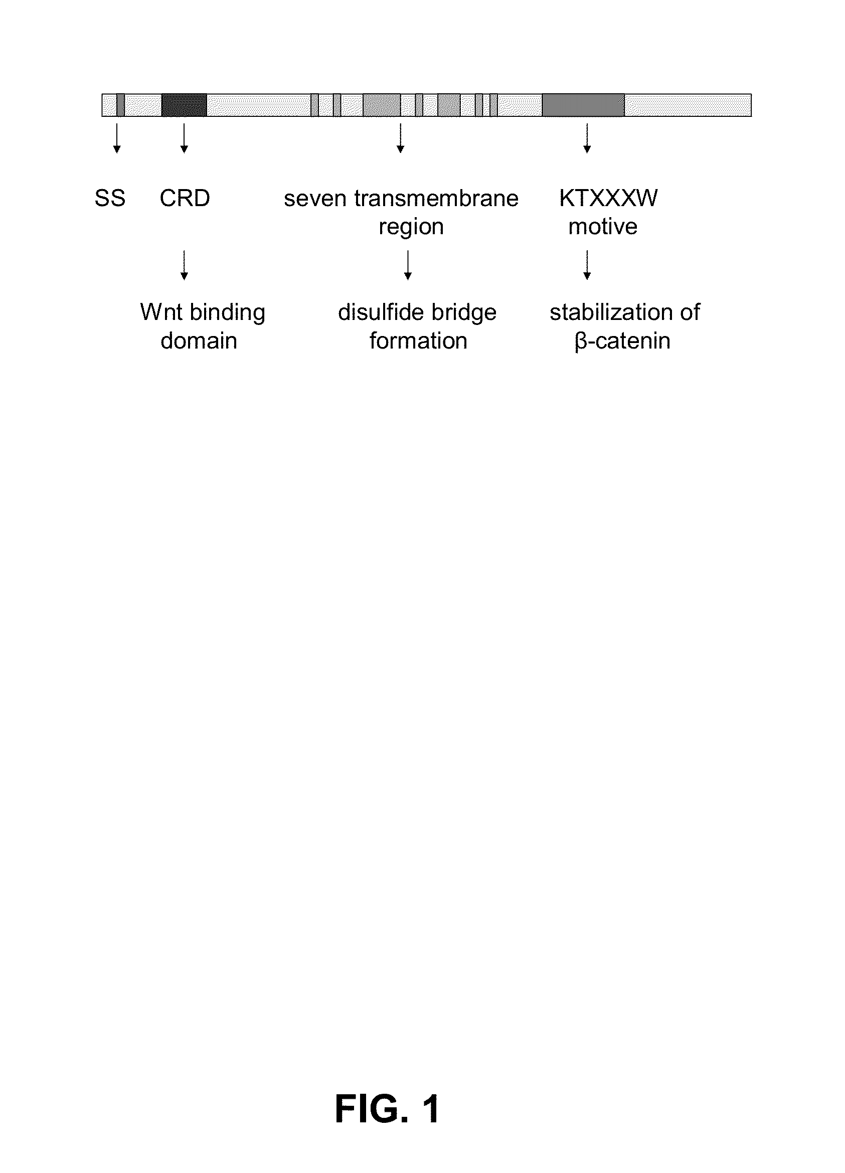 Antagonistic peptides for frizzled-1 and frizzled-2