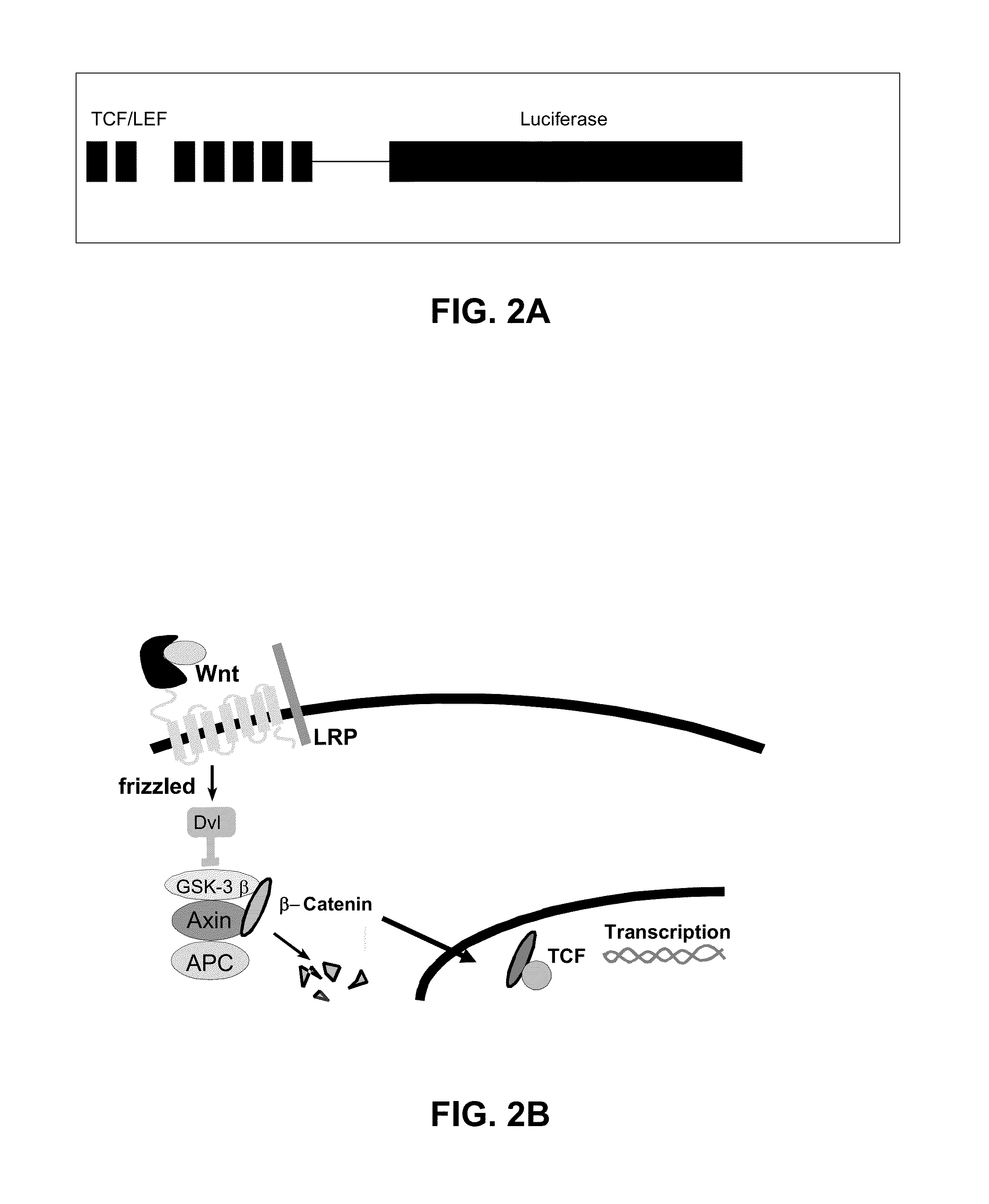 Antagonistic peptides for frizzled-1 and frizzled-2