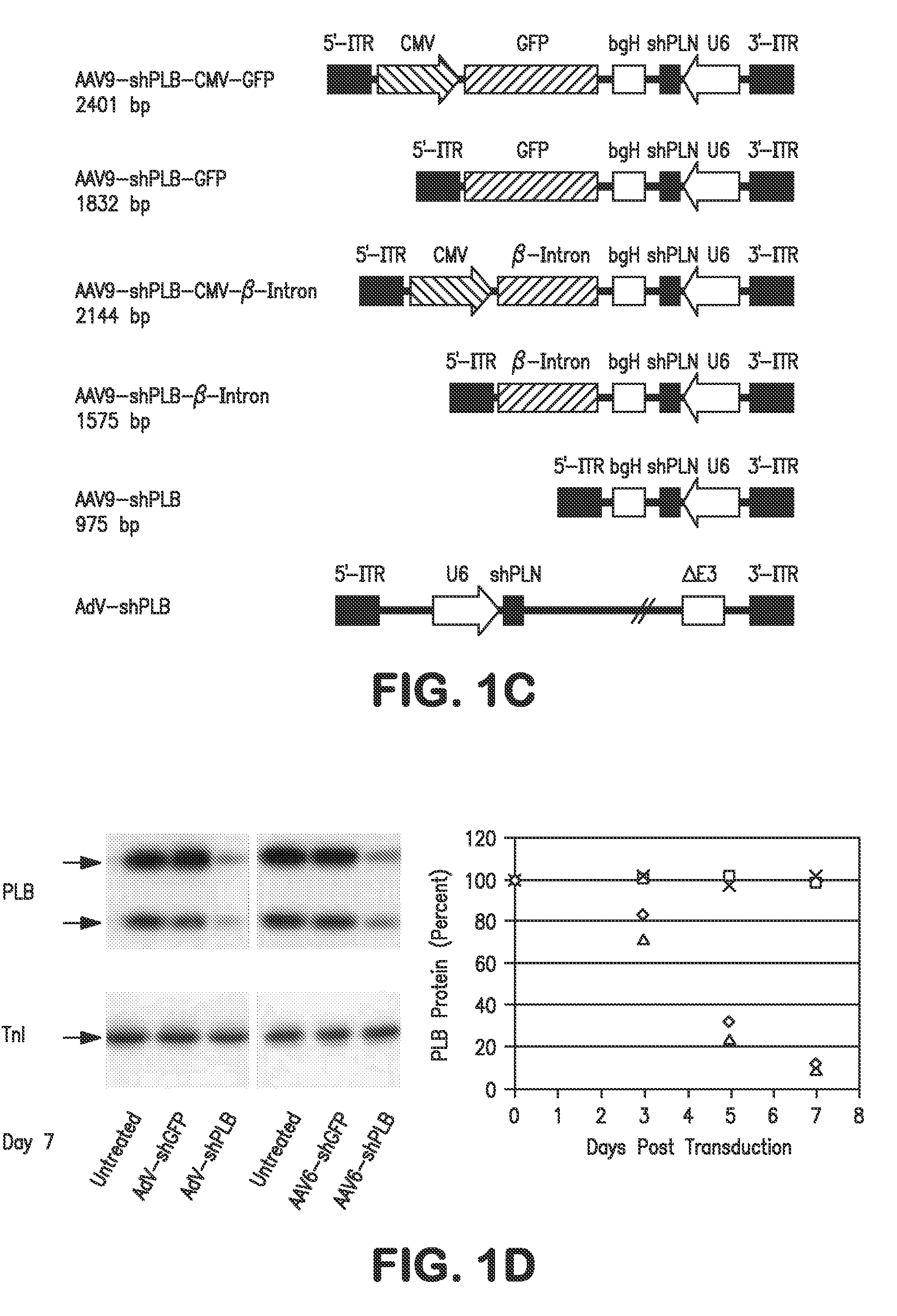 RNA Interference for the Treatment of Heart Failure