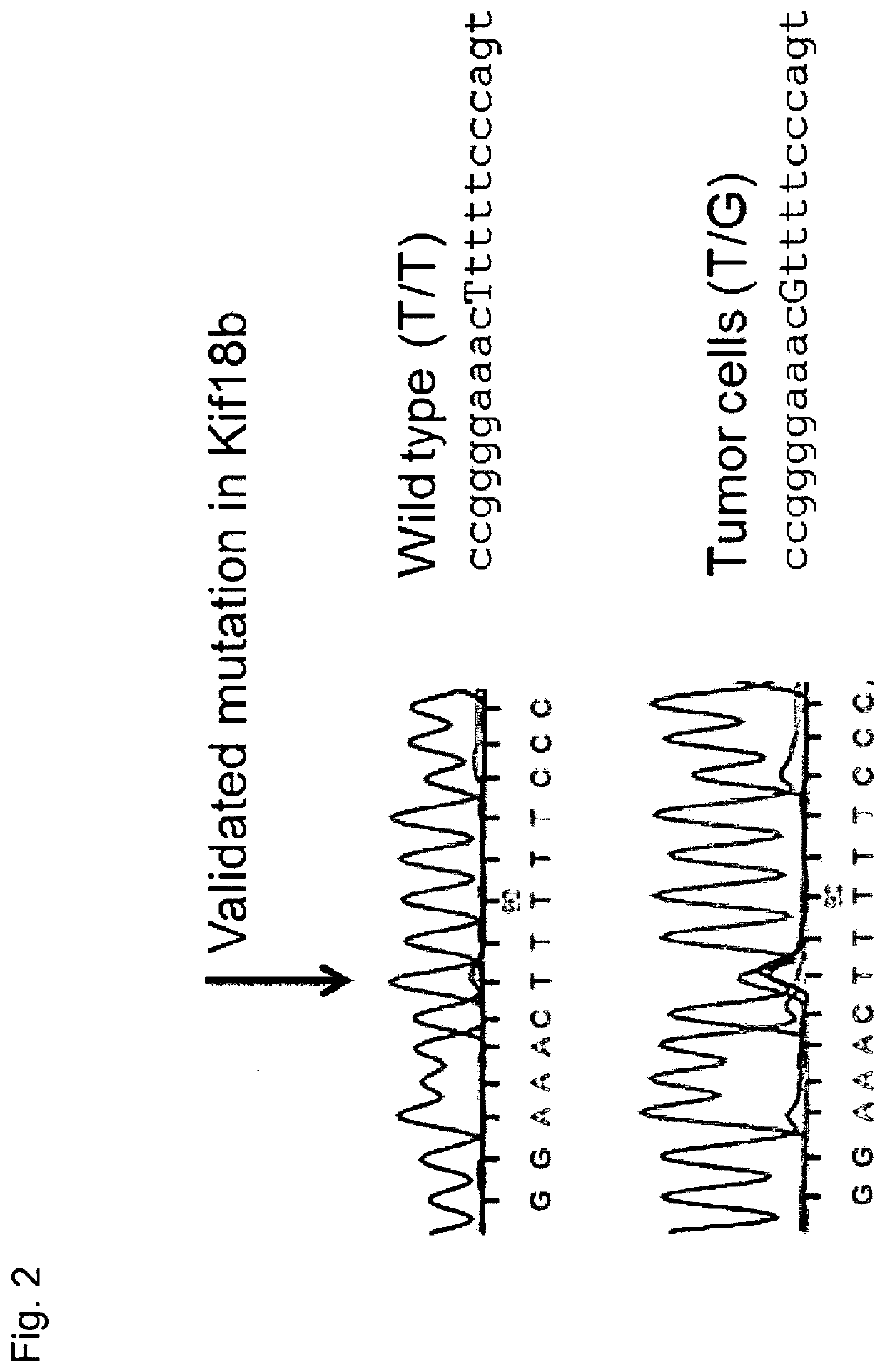 Individualized vaccines for cancer