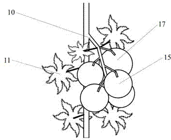 Fruit distinguishing and locating method with laser scanning and machine vision combined