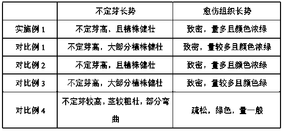 Tissue culture rapid propagation method of pelargonium graveolens