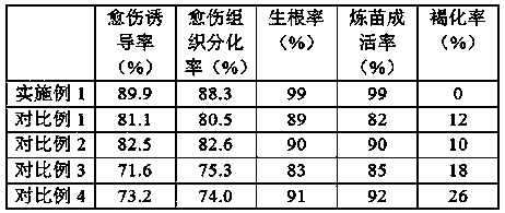 Tissue culture rapid propagation method of pelargonium graveolens