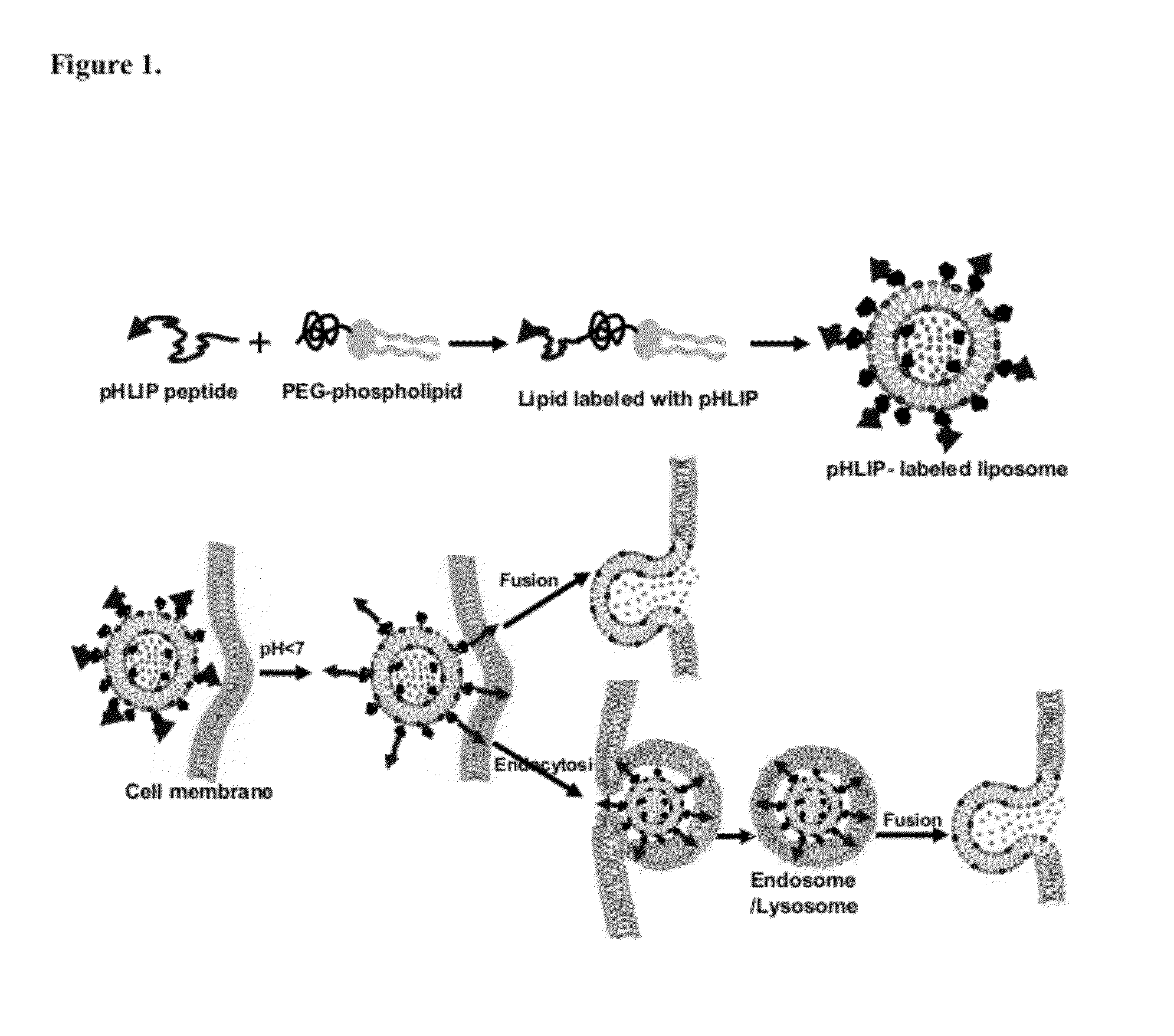 Liposome compositions and methods of use thereof