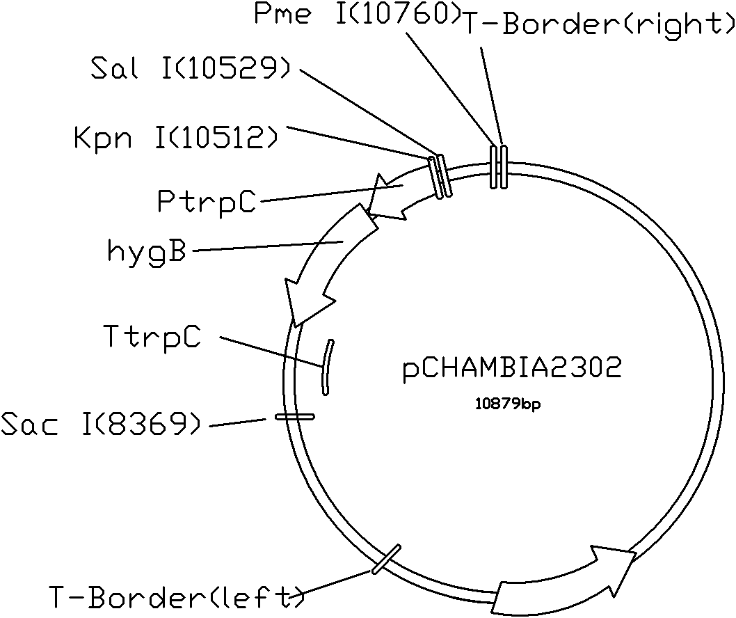 Lipase capable of effectively reducing cholesterol level and blood fat level of human body and application thereof