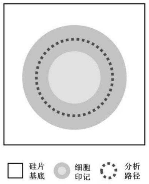 Rapid cell classification and quantification method based on coffee ring