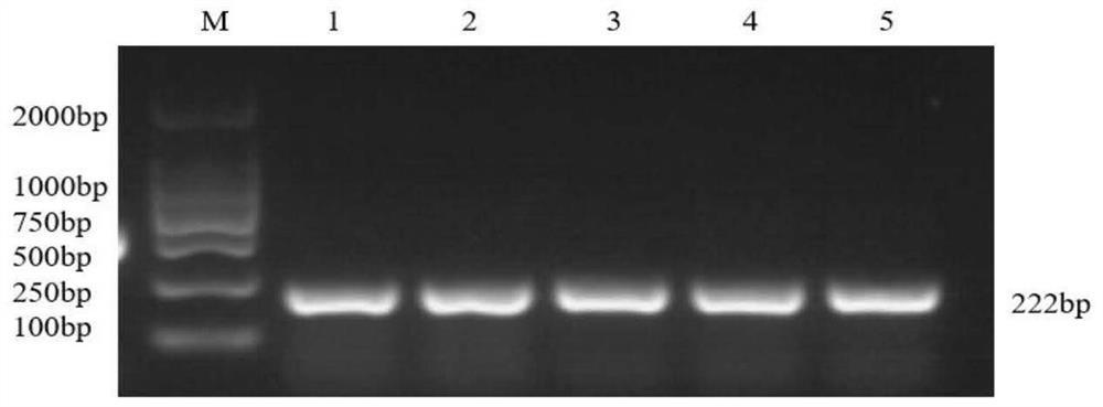 SNP (Single Nucleotide Polymorphism) molecular marker capable of influencing wool shearing amount of alpine merino and application of SNP molecular marker