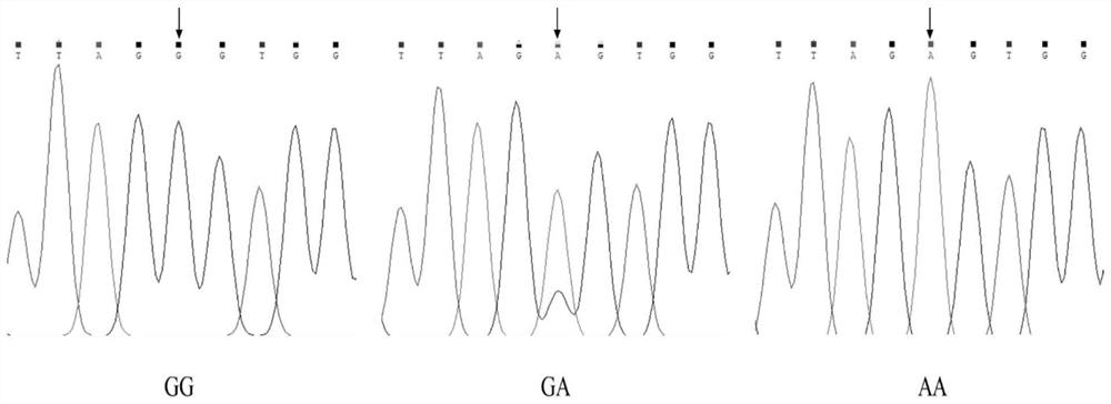 SNP (Single Nucleotide Polymorphism) molecular marker capable of influencing wool shearing amount of alpine merino and application of SNP molecular marker