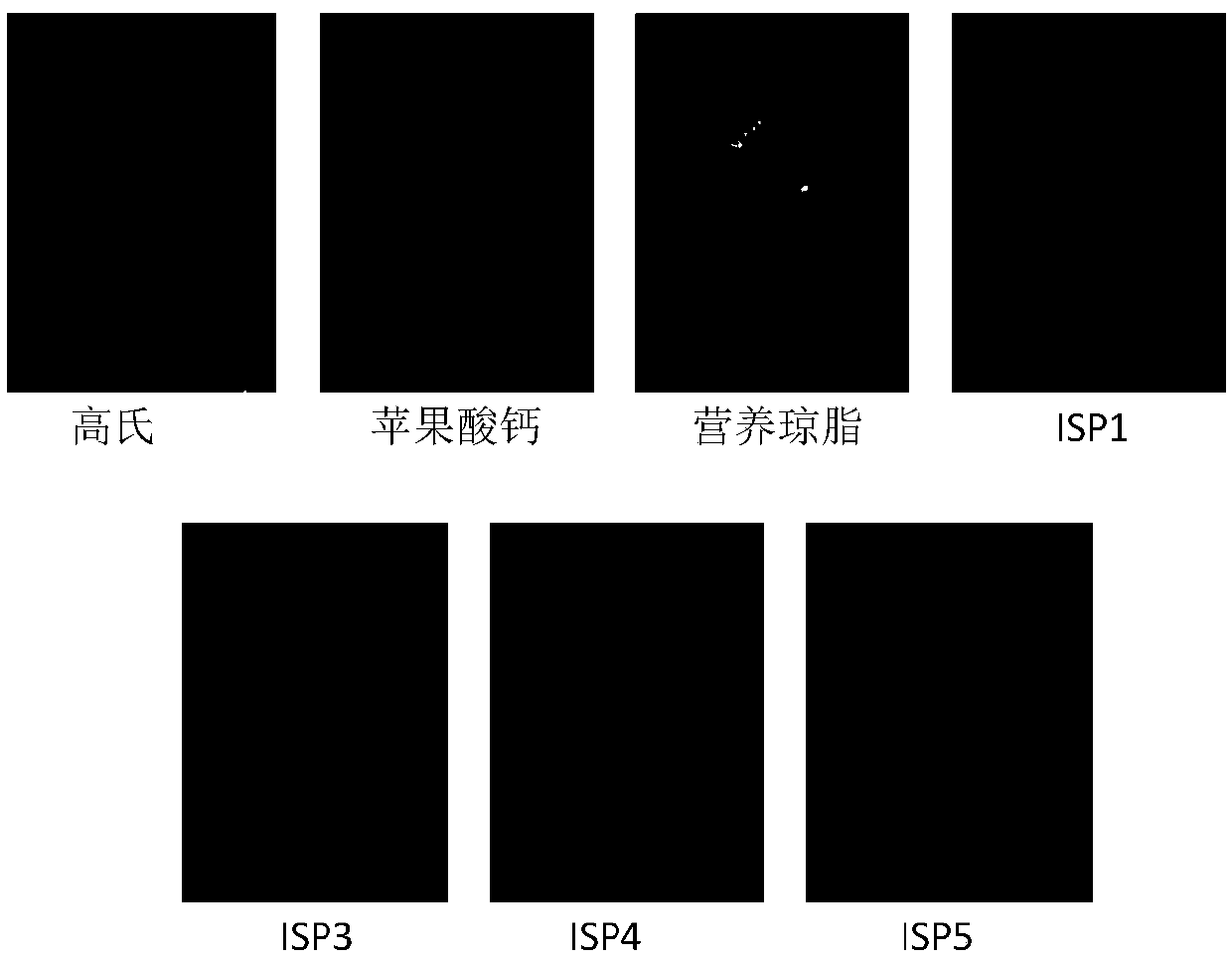 Streptomyces strain and application thereof in production of staurosporine