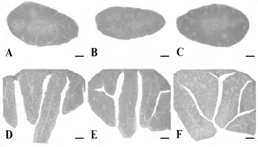 Environment-friendly chick immunopotentiator