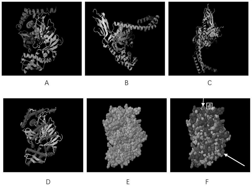 Protein WG-SP01 with immunomodulatory activity