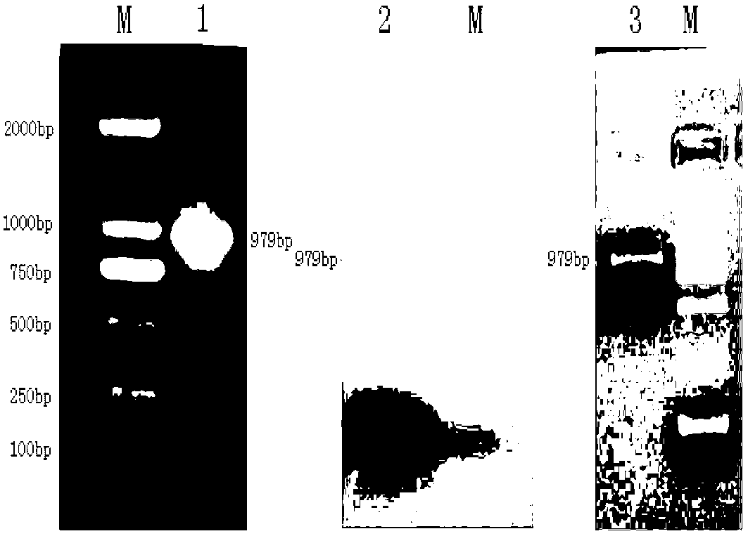 Chrysanthemum aquaporins coding gene CmAQP, plant expressing vector thereof and construction method