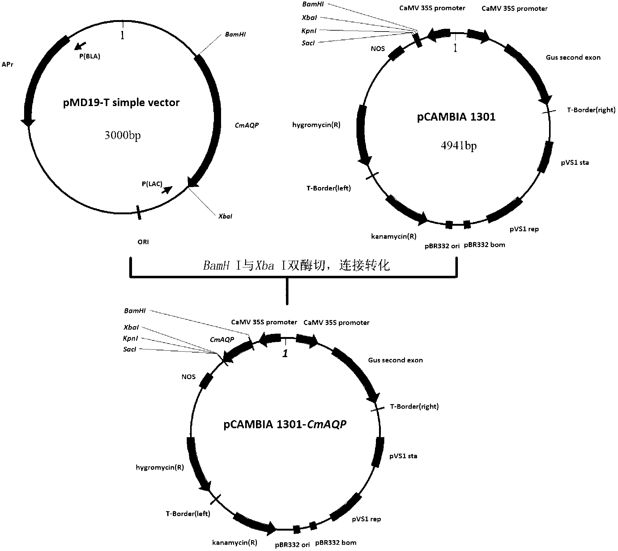 Chrysanthemum aquaporins coding gene CmAQP, plant expressing vector thereof and construction method