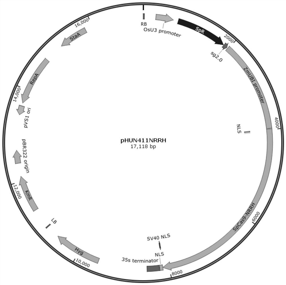 SpCas9-NRRH mutant for identifying specific sites in rice gene targeting and application thereof